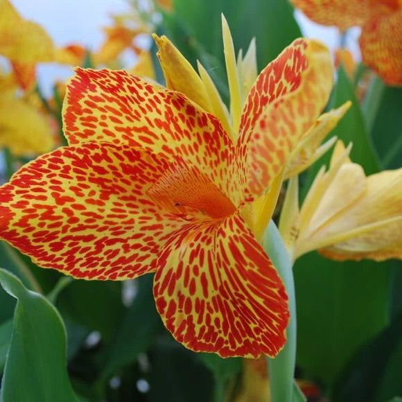 Canna 'Maui Punch' (Canna sp. 'Maui Punch') - 10" Pot