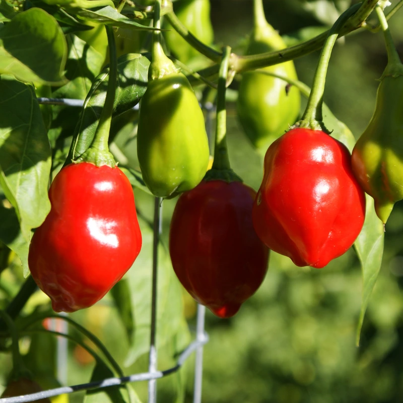 Semences de piments AJI BOLSA DE DULCE