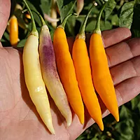 Semences de piments AJI CHALLUARURO AMARILLO