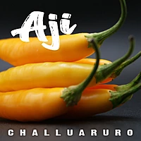 Semences de piments AJI CHALLUARURO AMARILLO