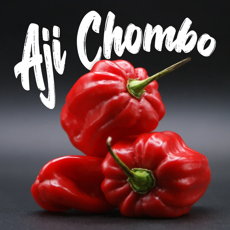 Semences de piments AJI CHOMBO