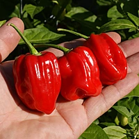 Semences de piments AJI CHOMBO