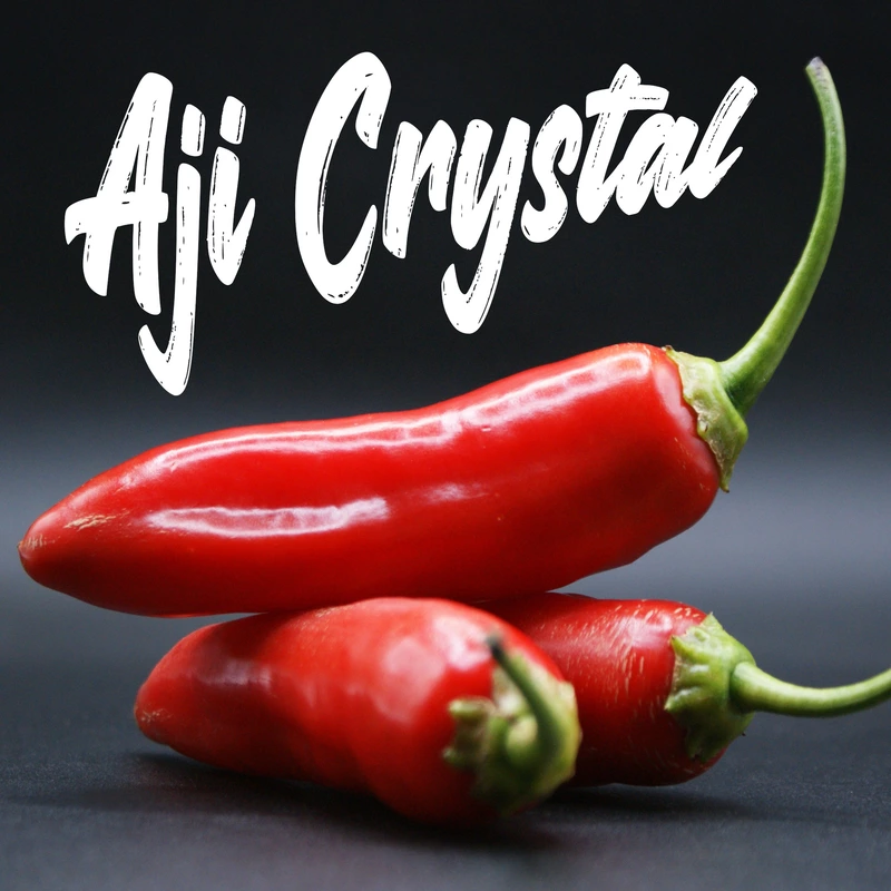 Semences de piments AJI CRYSTAL