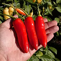 Semences de piments AJI CRYSTAL
