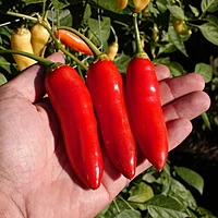 Semences de piments AJI CRYSTAL