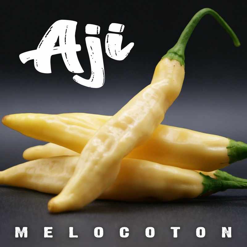 Semences de piments AJI MELOCOTON (PEACH)