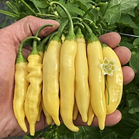 Semences de piments AJI MELOCOTON (PEACH)