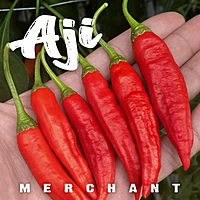 Semences de piments AJI MERCHANT
