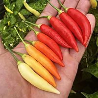 Semences de piments AJI OMNICOLOR