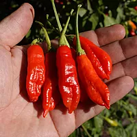 Semences de piments AJI PEANUT