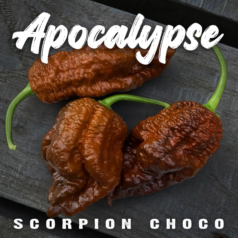 Semences de piments APOCALYPSE SCORPION CHOCO