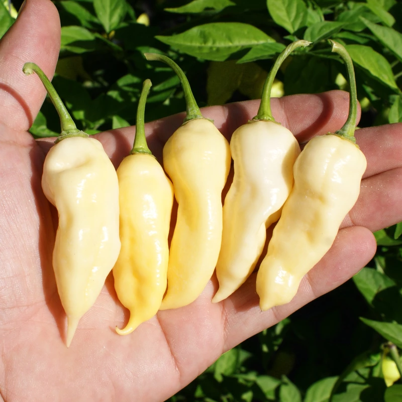Semences de piments BEAR TOOTH