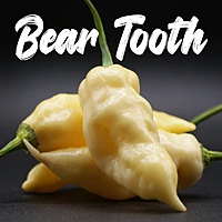 Semences de piments BEAR TOOTH
