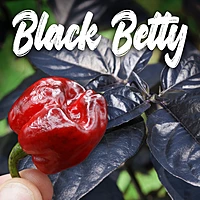 Semences de piments Black betty
