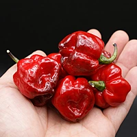 Semences de piments Black betty