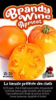 Semences de tomates Brandy wine apricot
