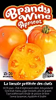 Semences de tomates Brandy wine apricot
