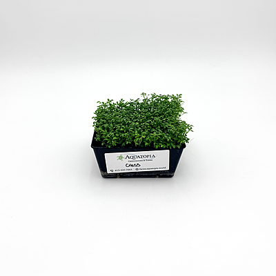 Cressida Cress (Lepidium sativum)