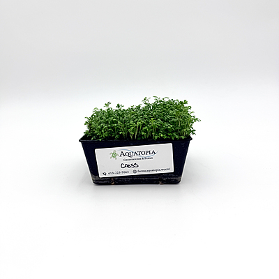 Cressida Cress (Lepidium sativum)