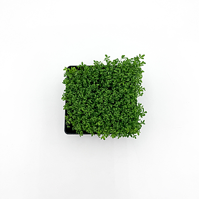 Cressida Cress (Lepidium sativum)