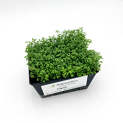 Cressida Cress (Lepidium sativum)
