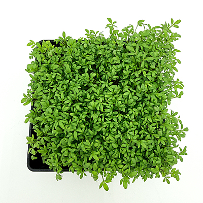 Cressida Cress (Lepidium sativum)