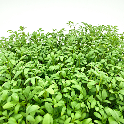 Cressida Cress (Lepidium sativum)