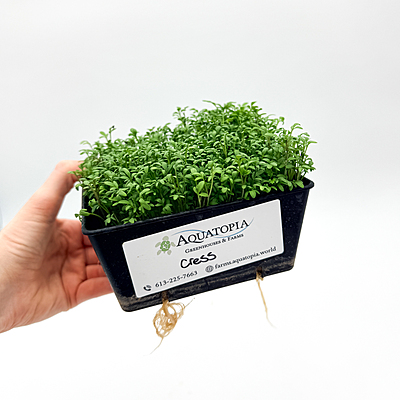 Cressida Cress (Lepidium sativum)