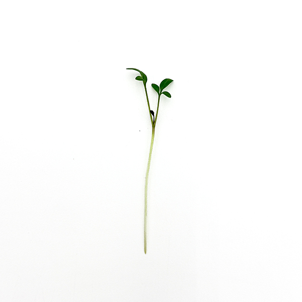 Cressida Cress (Lepidium sativum)