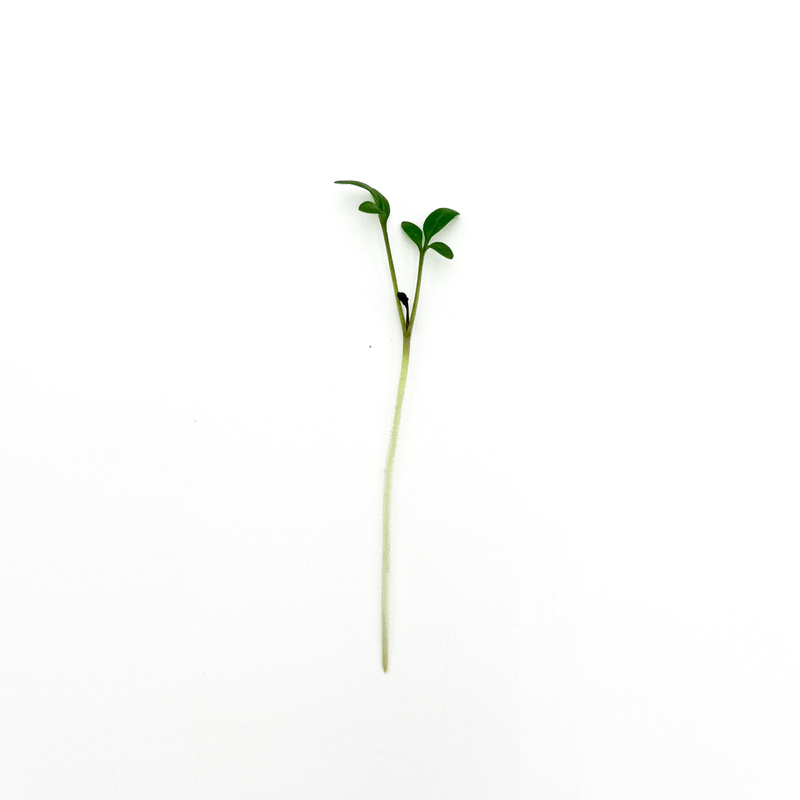 Cressida Cress (Lepidium sativum)