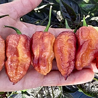 Semences de piments DELIRIO