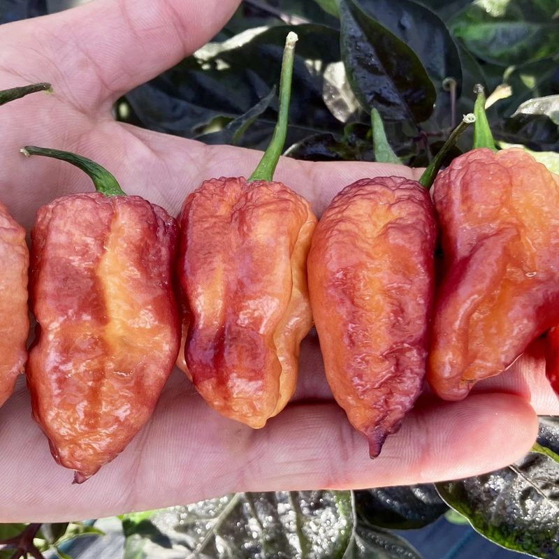 Semences de piments DELIRIO