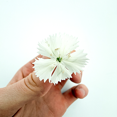 Dianthus Sweet White (Dianthus barbatus)