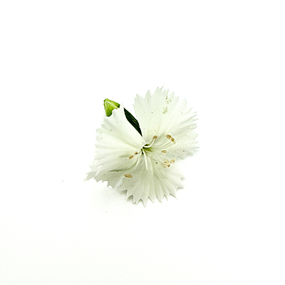 Dianthus Sweet White (Dianthus barbatus)