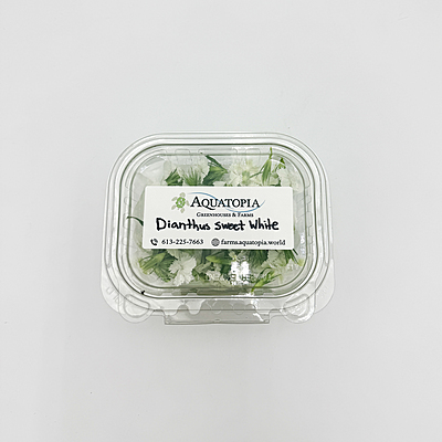 Dianthus Sweet White (Dianthus barbatus)