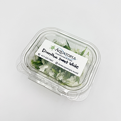 Dianthus Sweet White (Dianthus barbatus)