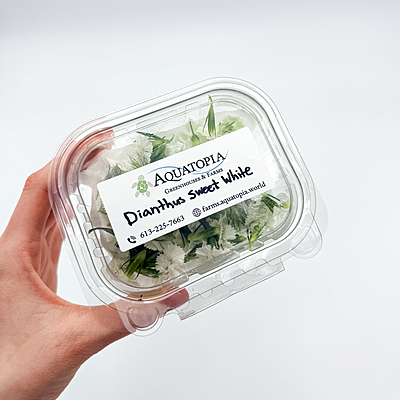 Dianthus Sweet White (Dianthus barbatus)