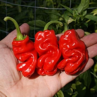 Semences de piments DRAGON'S TOE RED