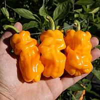 Semences de piments DRAGON'S TOE YELLOW