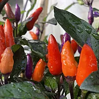 Semences de piments DREAM CATCHER