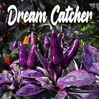 Semences de piments DREAM CATCHER
