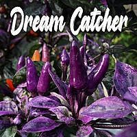 Semences de piments DREAM CATCHER