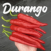 Semences de piments DURANGO