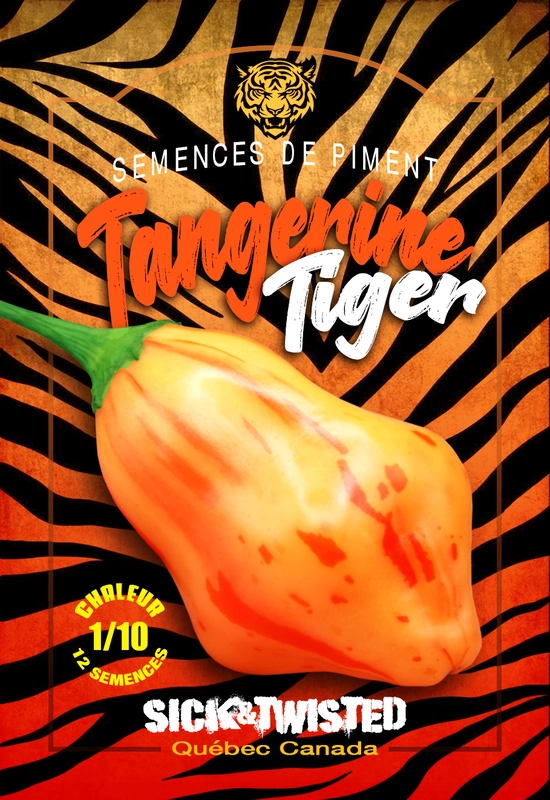 Semences de piment Tangerine Tiger