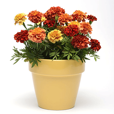 African Marigold 'Strawberry Blonde' (Tagetes erecta 'Strawberry Blonde')