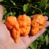 Semences de piments Fried Chicken