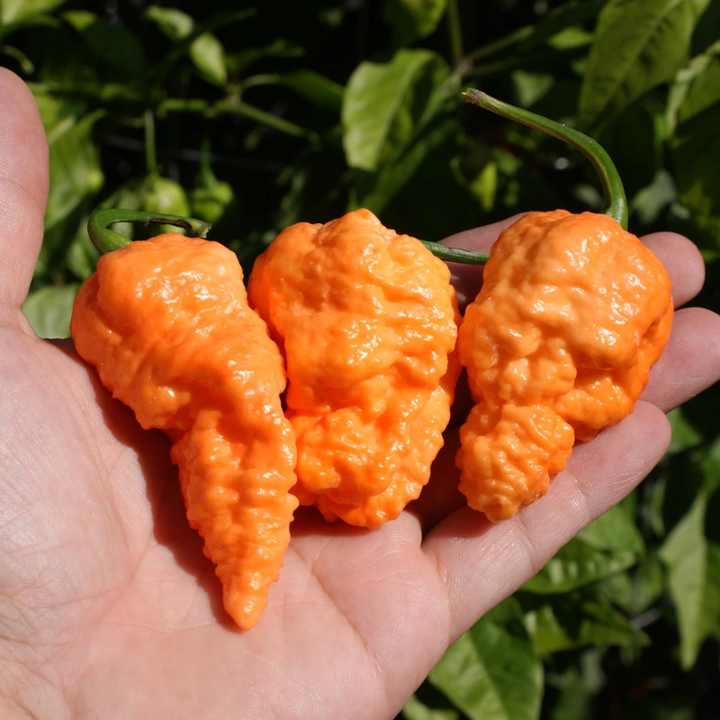 Semences de piments Fried Chicken