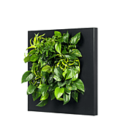 LivePicture GO - Charcoal