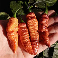 Semences de piments Hallow's eve