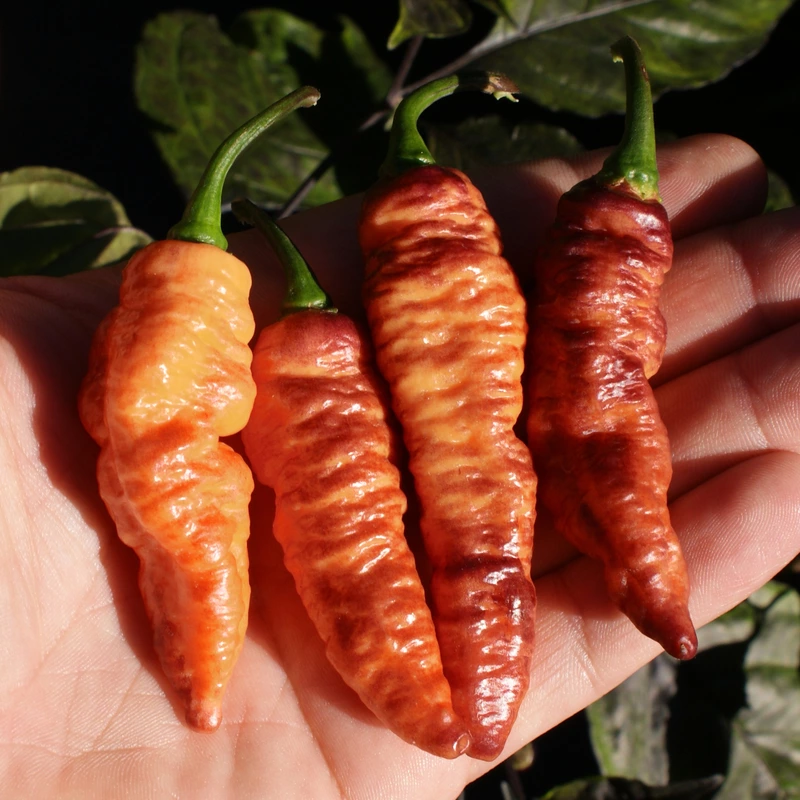 Semences de piments Hallow's eve